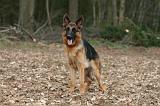 BERGER ALLEMAND 1019
